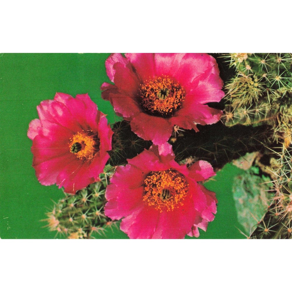 Vintage Warty Hedgehog Cactus Postcard Echinocereus Enneacanthus Pink Flowers